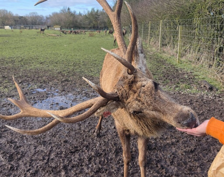 The Scottish Deer Centre-库珀必去景点