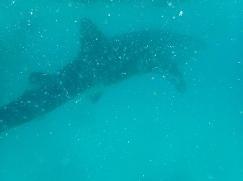 Afro Whale Shark Safari-马菲亚岛必去景点