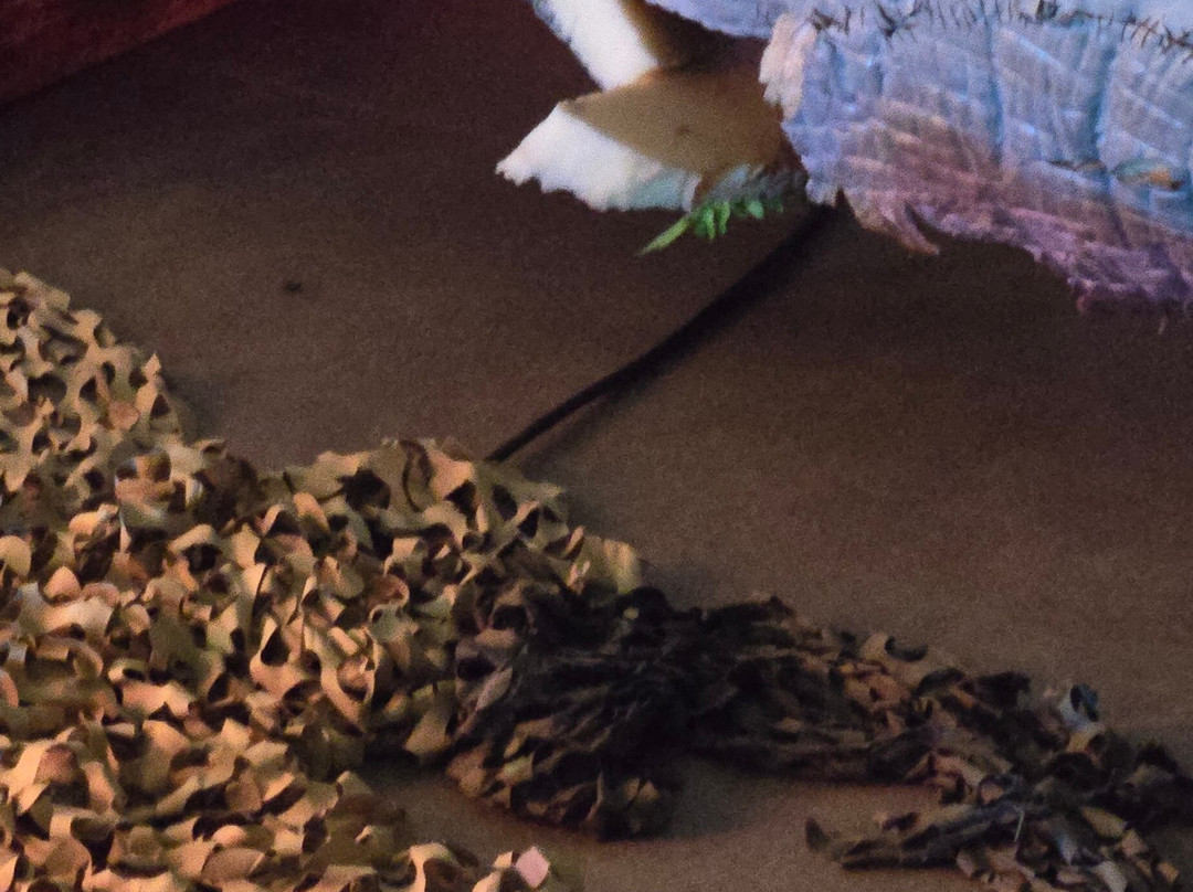 Jurassic Quest-Conroe必去景点