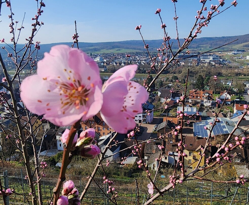 terroir f Churfranken-埃兰巴克必去景点