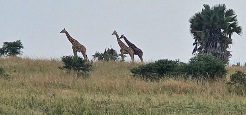 Wild Whispers Africa-马辛迪必去景点