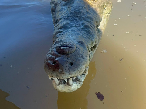 Tiquicia Tours-彭塔雷纳斯必去景点