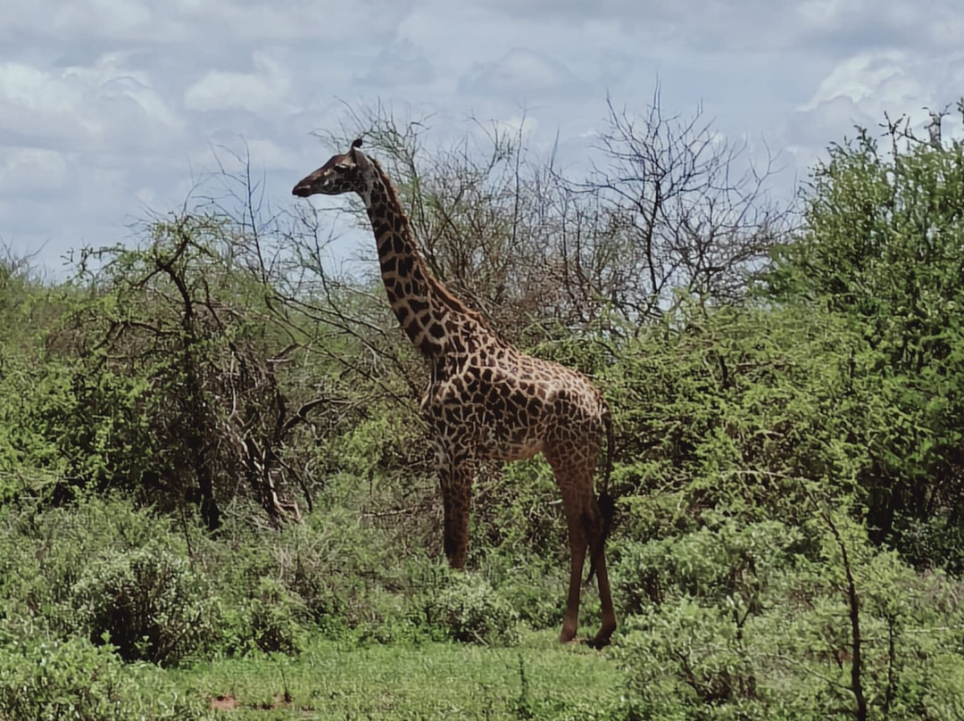 Maasai Safari & Cultural Tours-Kimana必去景点