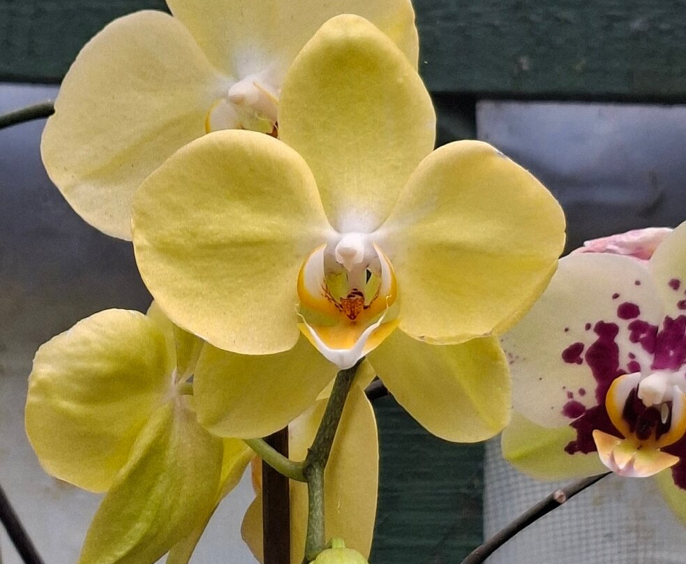 Monteverde Orchid Garden-圣埃伦娜必去景点