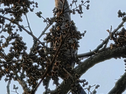 库格山崖度假村主图