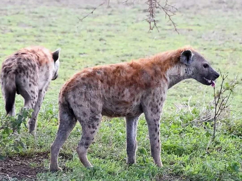 Trevor Tour Safaris Africa-坎帕拉必去景点