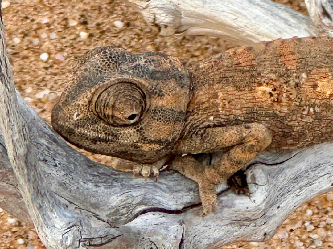 Living Desert Adventures Discover the Little 5-斯瓦科普蒙德必去景点