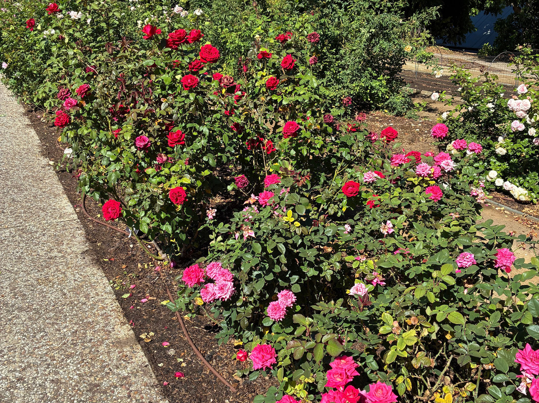 植物园-阿德莱德必去景点