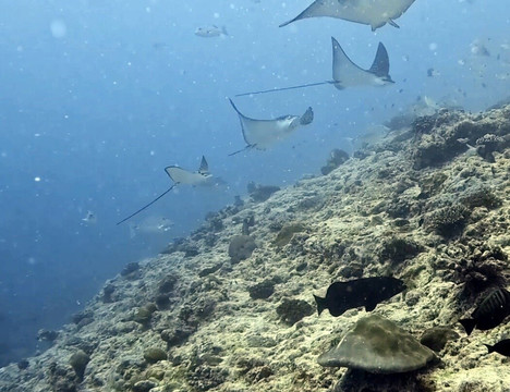 Euro-Divers LUX South Ari Atoll-南阿里环礁必去景点
