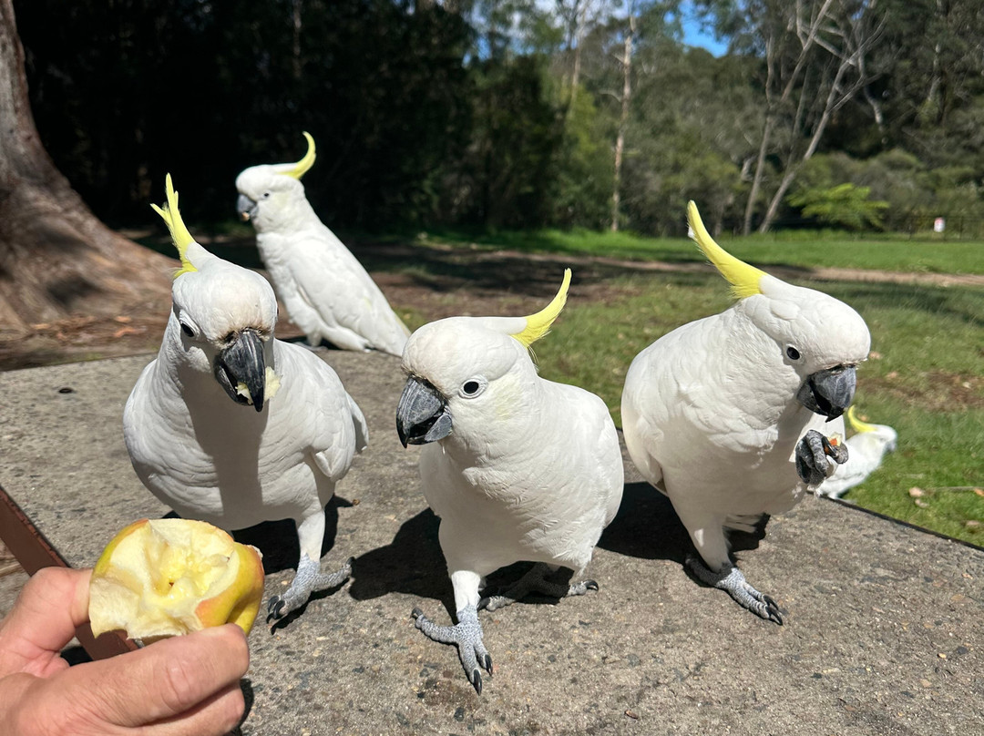 LuxCar-悉尼必去景点