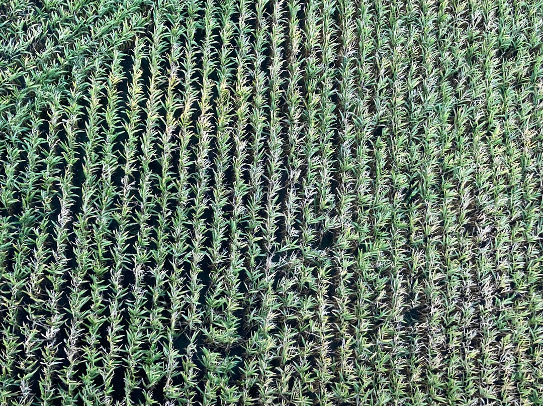 C-Air Ballonvaart-Waasmunster必去景点