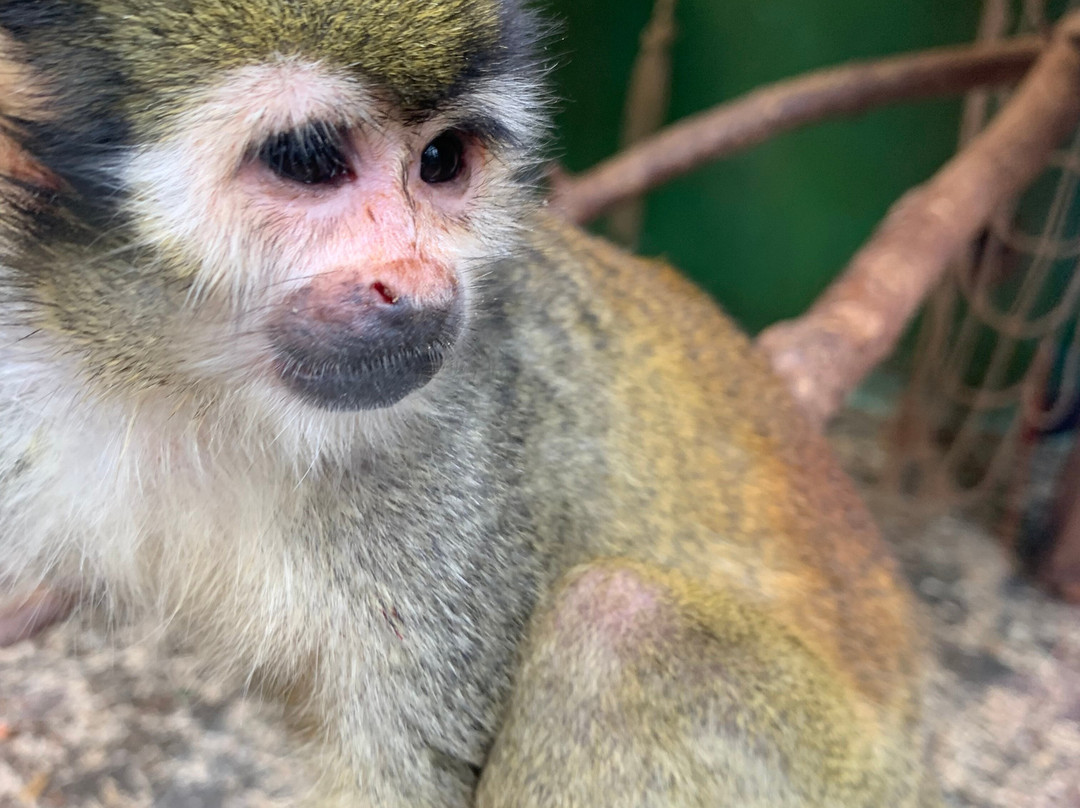 Newquay Zoo-纽奎必去景点