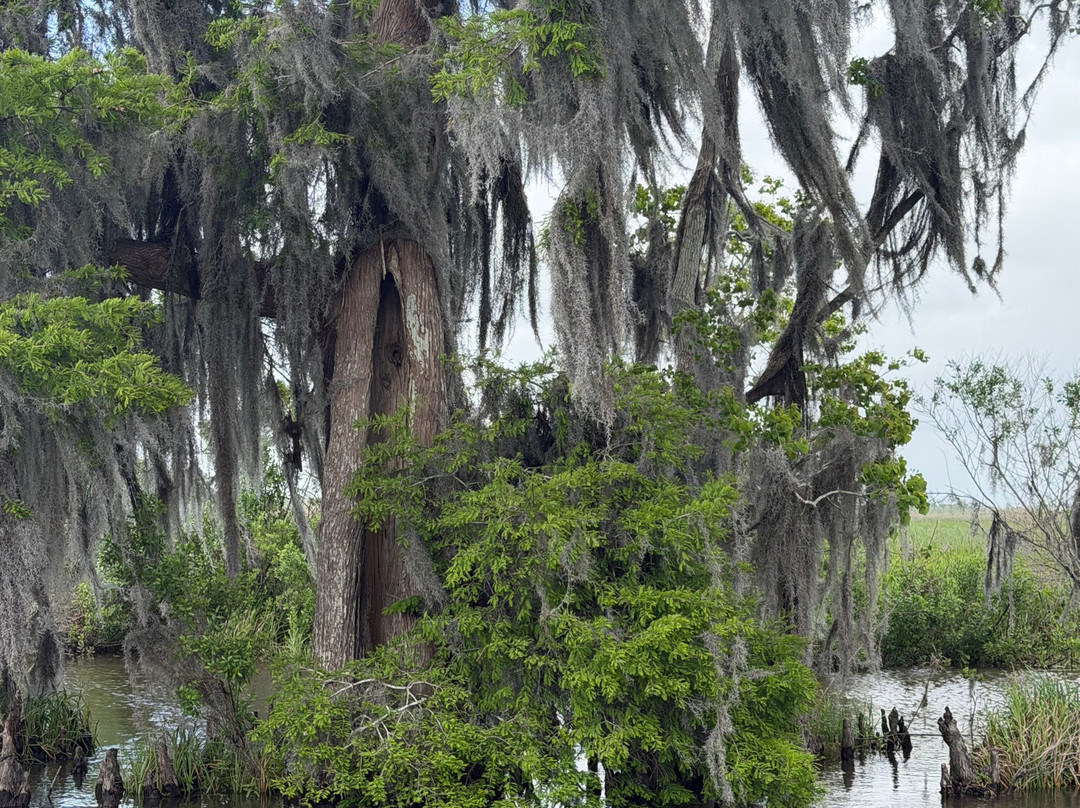 New Orleans Airboat Tours-Marrero必去景点