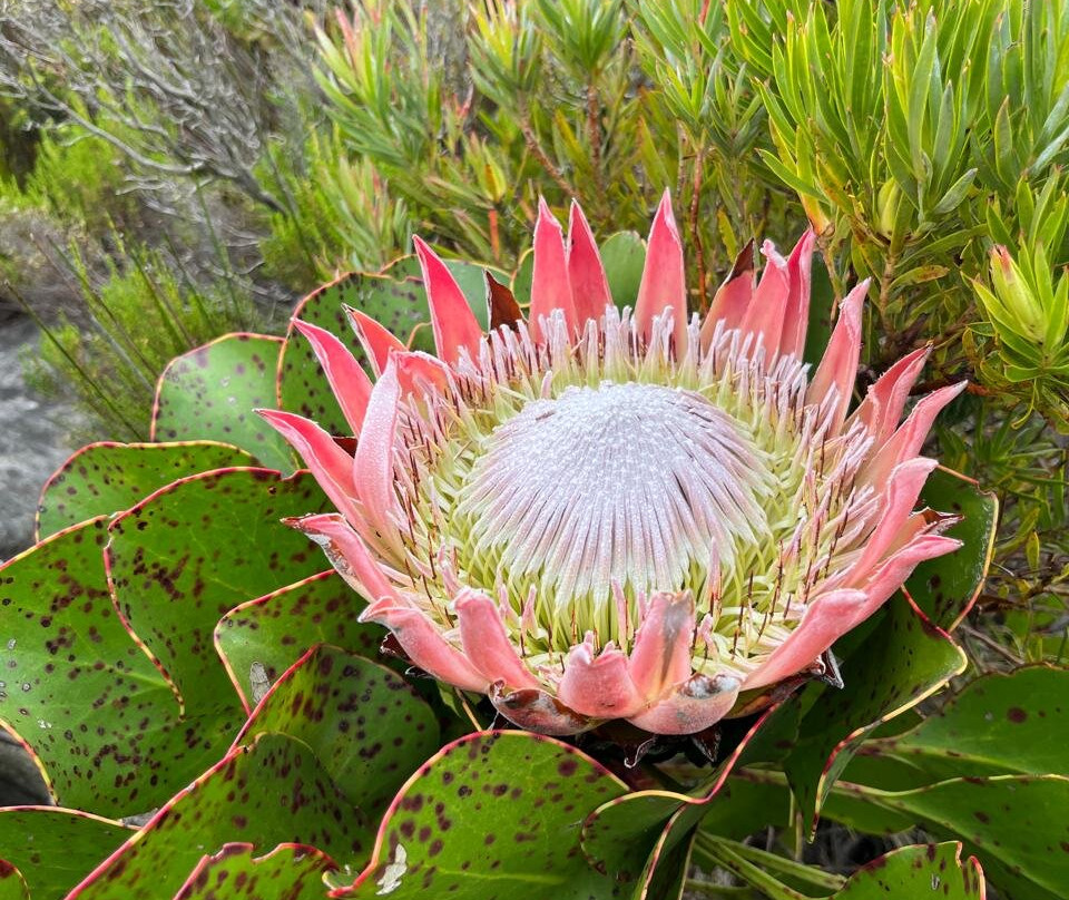 KomE-Bike Rental Kommetjie-Kommetjie必去景点