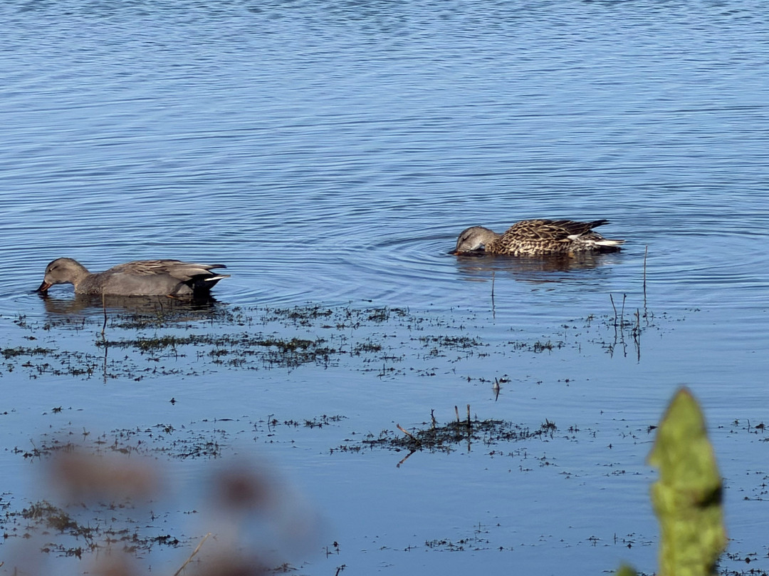 Lunt Meadows Nature Reserve-利物浦必去景点