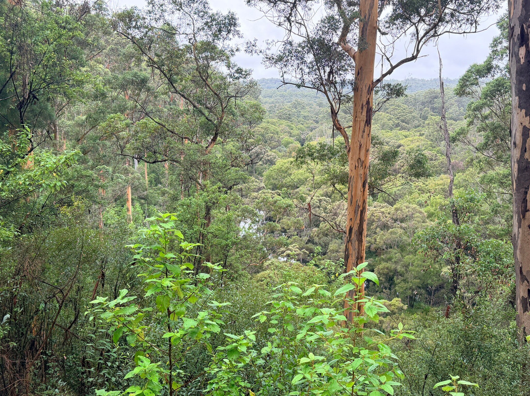 Beedelup National Park-彭伯顿必去景点