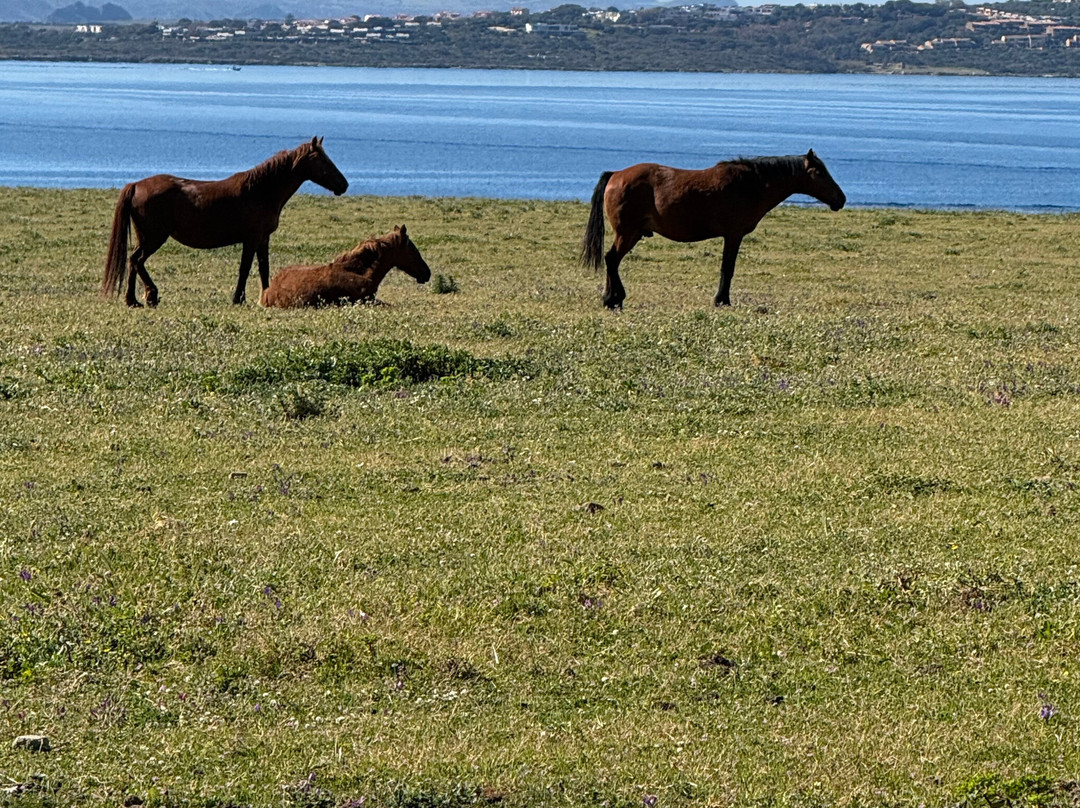 Futurismo - Escursioni Asinara-斯廷蒂诺必去景点