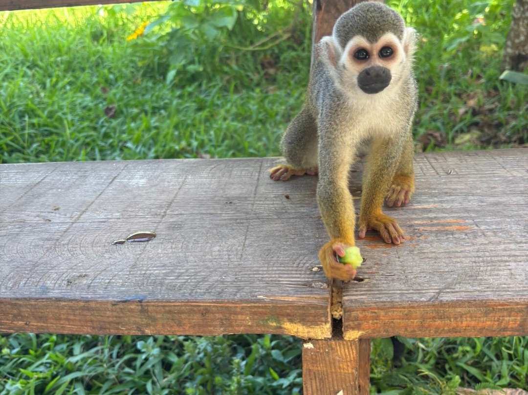 Monkey Home Puerto Plata-普拉塔港必去景点