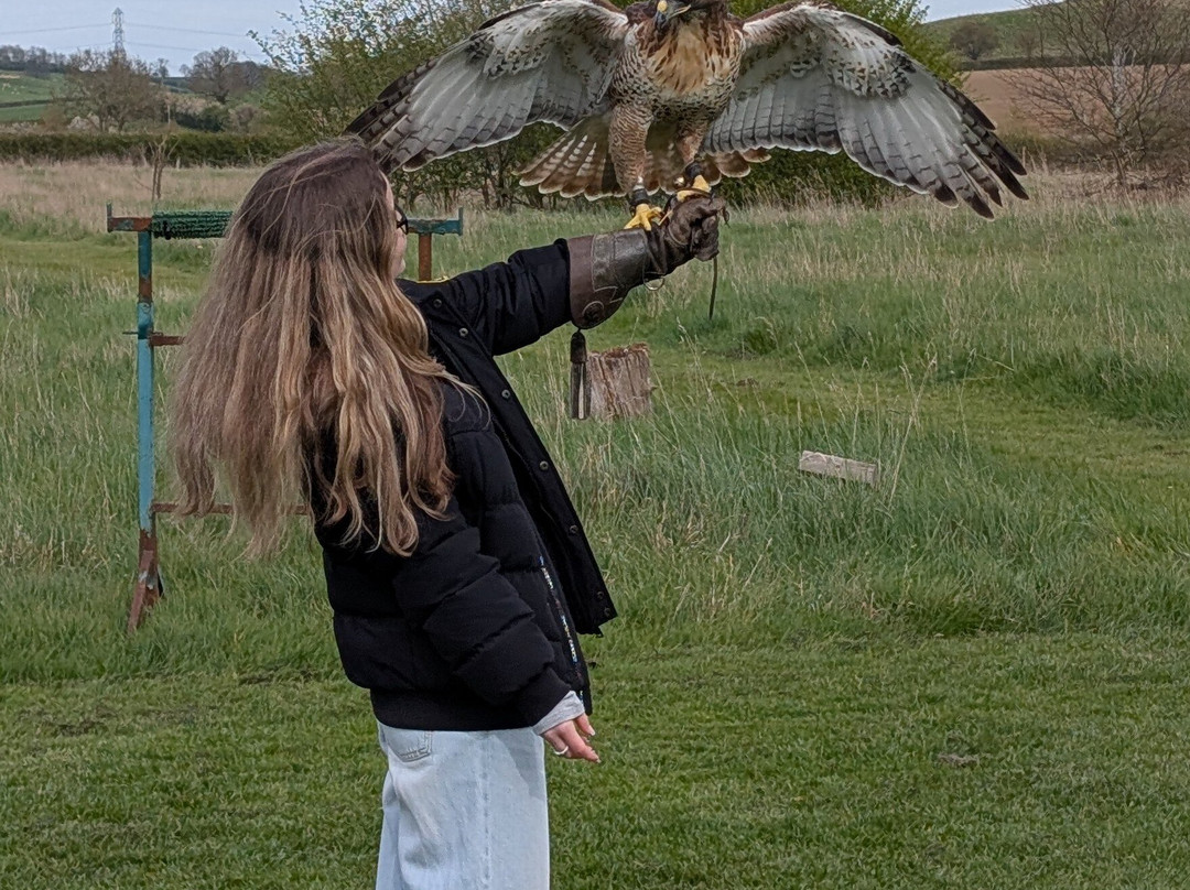 Bird on the Hand Falconry Experiences-Church Langton必去景点