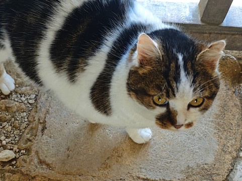 Abbaye Notre - Dame De Sablonceaux-Sablonceaux必去景点