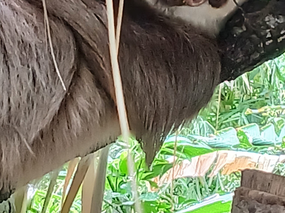 Refugio Animal De Costa Rica-圣安娜必去景点