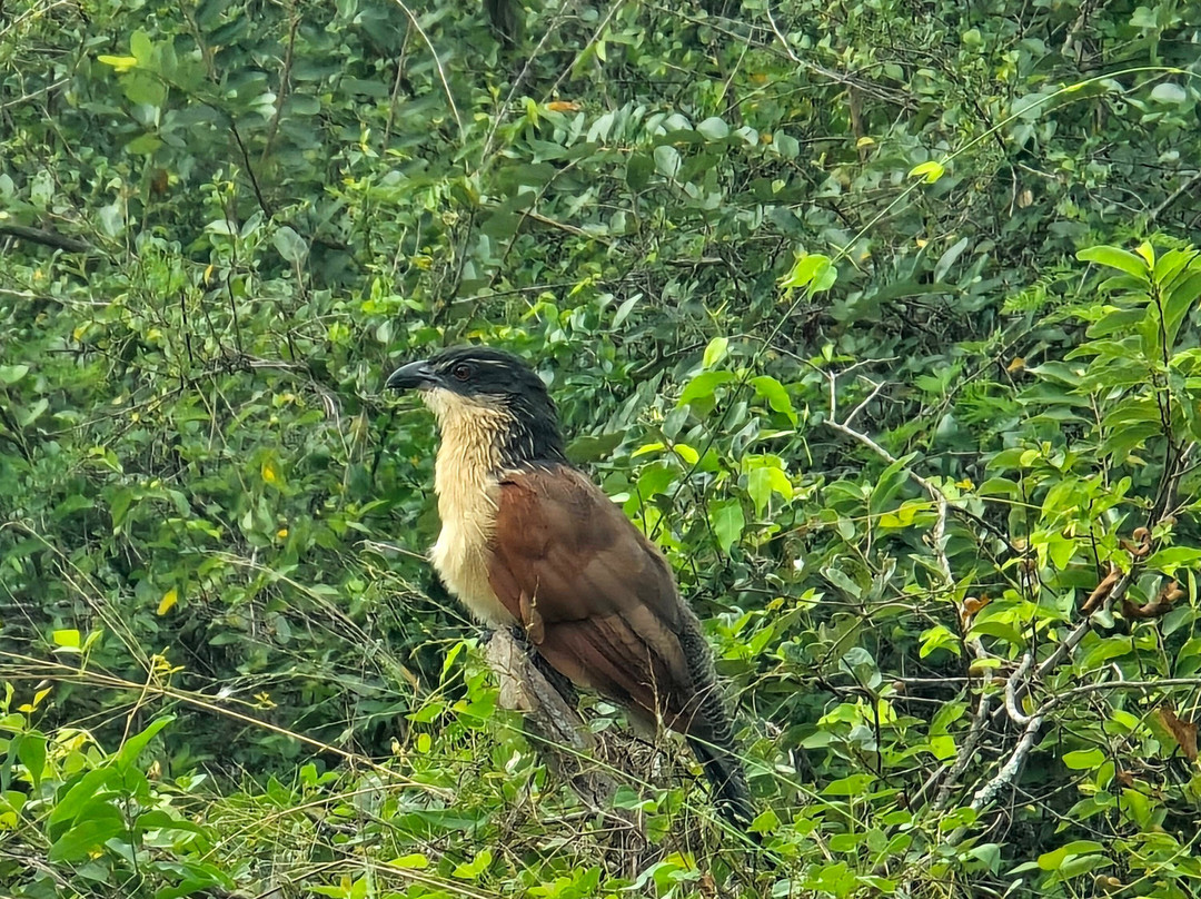 St.lucia Birds & Birding-圣露西亚必去景点