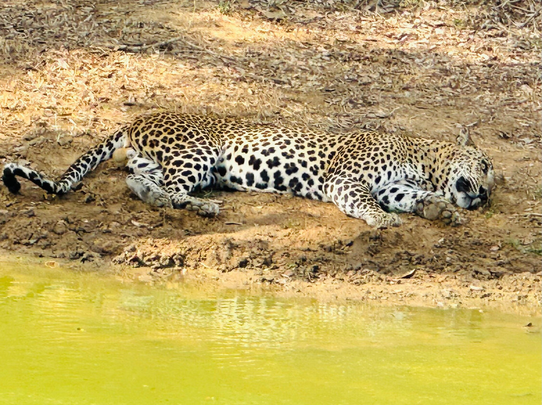 Drivers in Sri Lanka-科伦坡必去景点