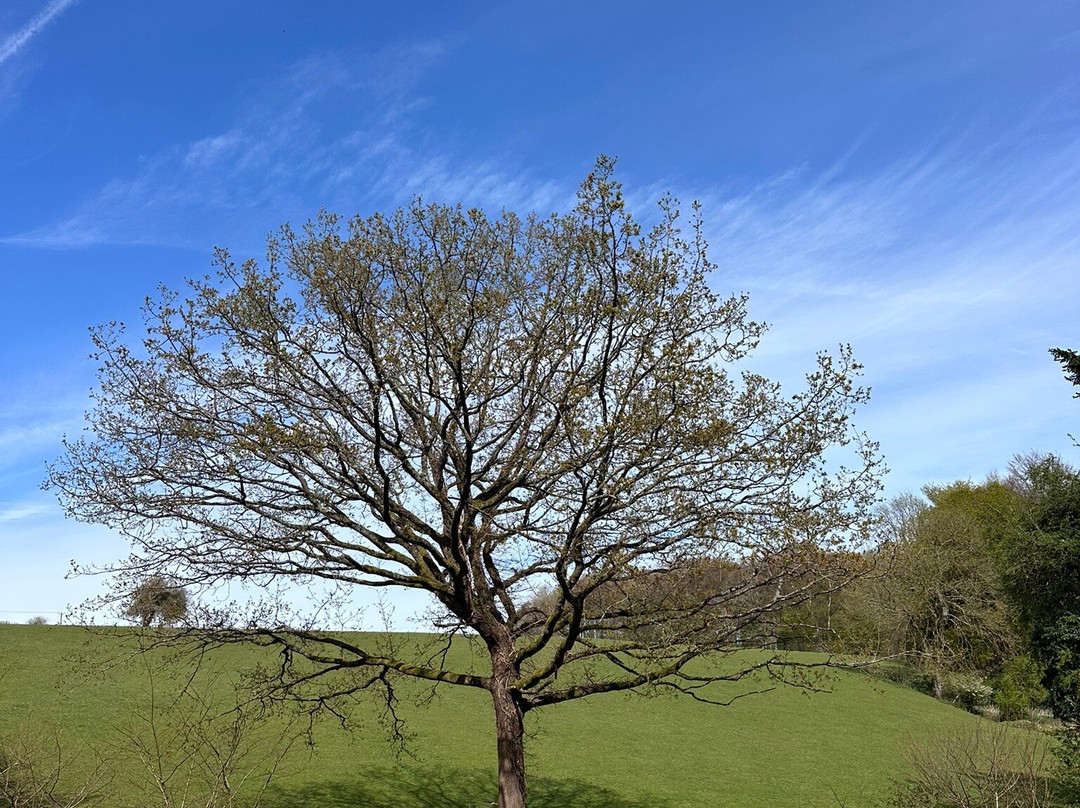 King's Wood-Challock必去景点