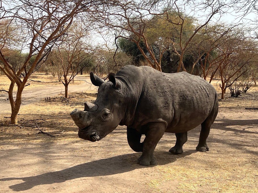 Riu Baobab Trip Travel-Nianing必去景点