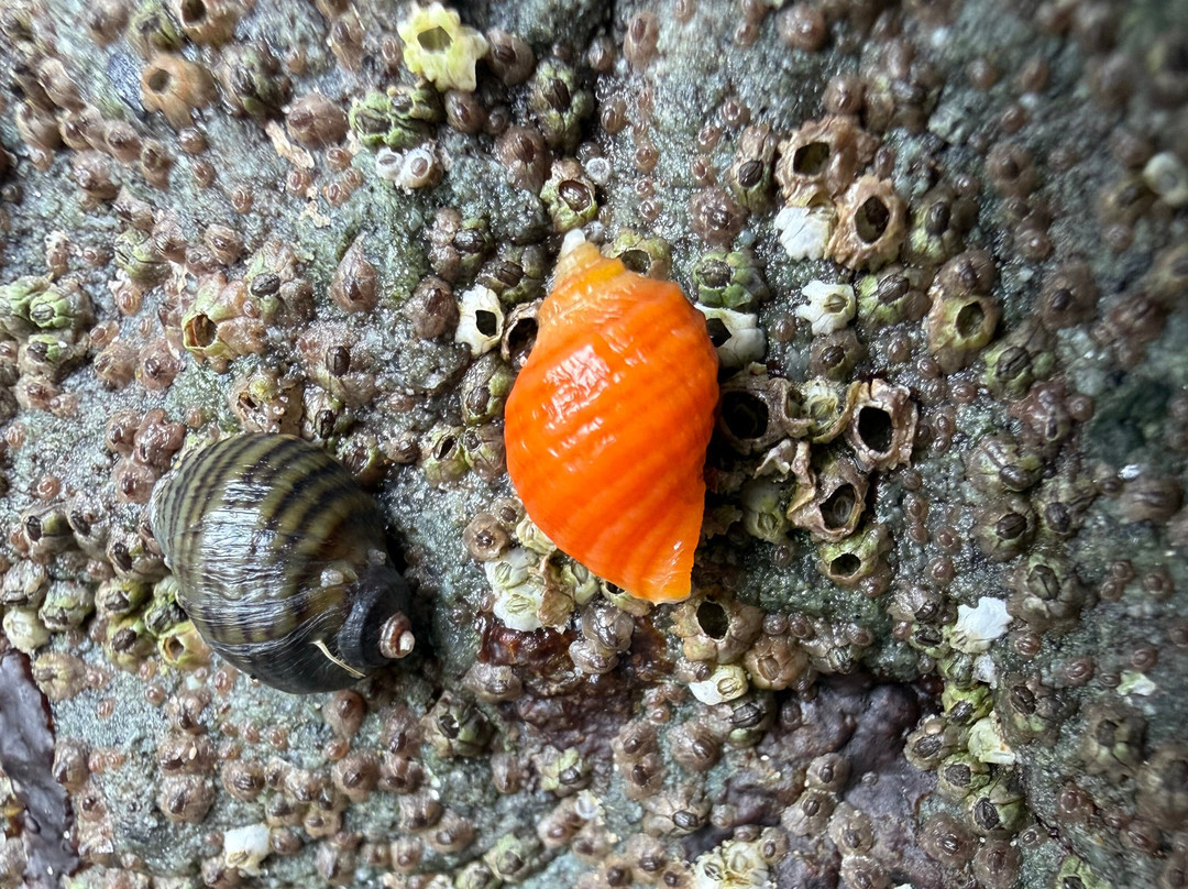 Muir Beach-Muir Beach必去景点