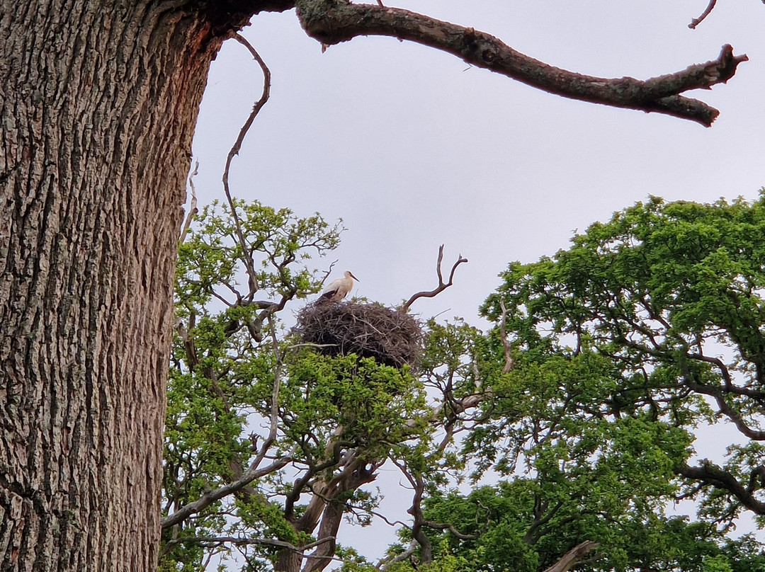 Knepp Wildland Safaris-霍舍姆必去景点
