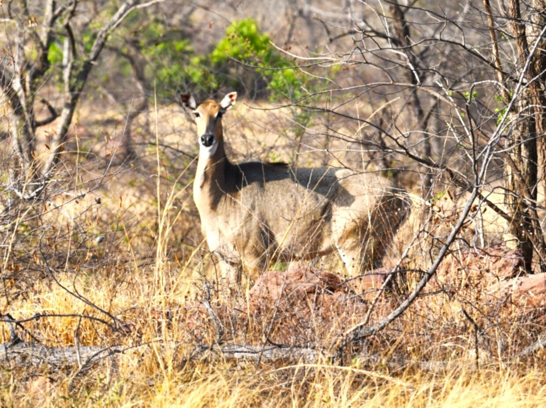 Tadoba Andhari National Park-Chandrapur District必去景点