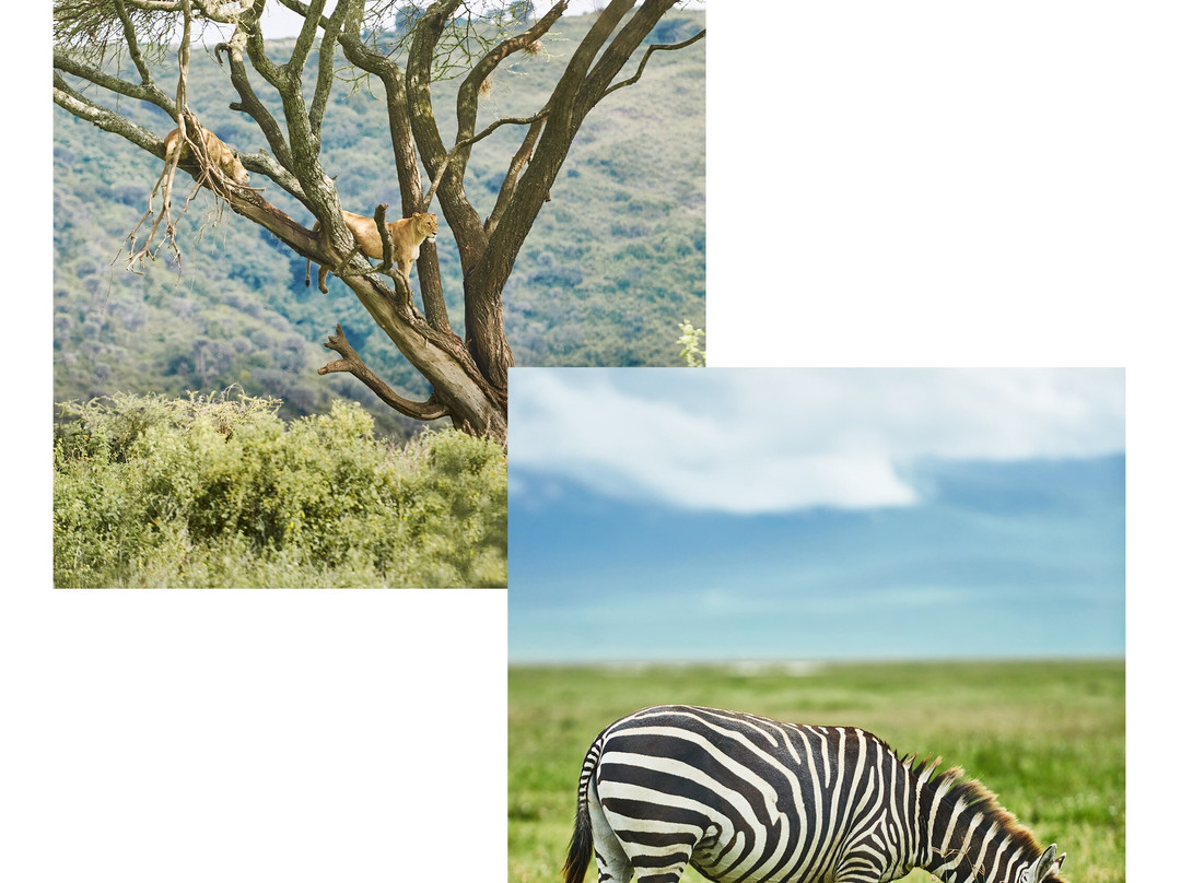 Ngorongoro Crater-恩戈罗恩戈罗保护区必去景点