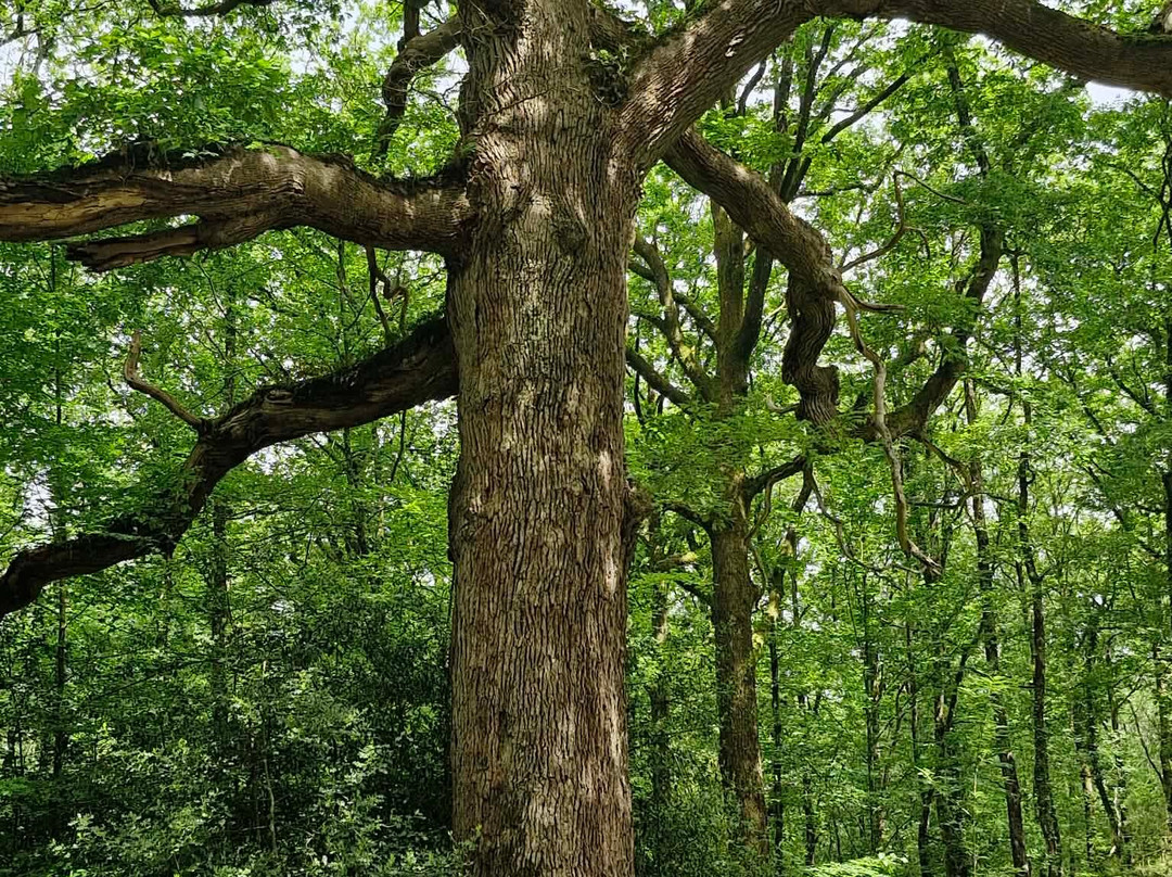 Paimpont Forest-Paimpont必去景点
