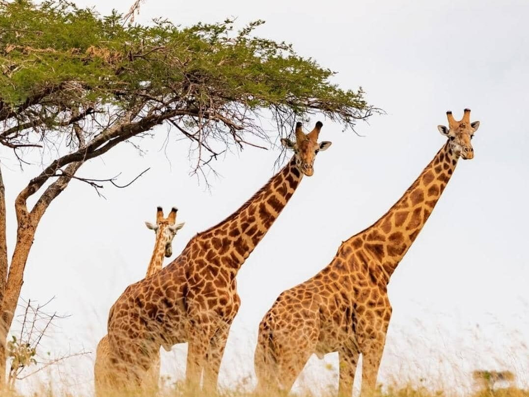 Akagera National Park-Eastern Province必去景点