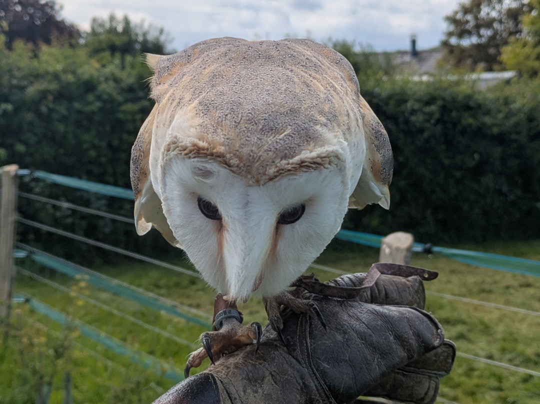 West Sussex Falconry-Compton必去景点