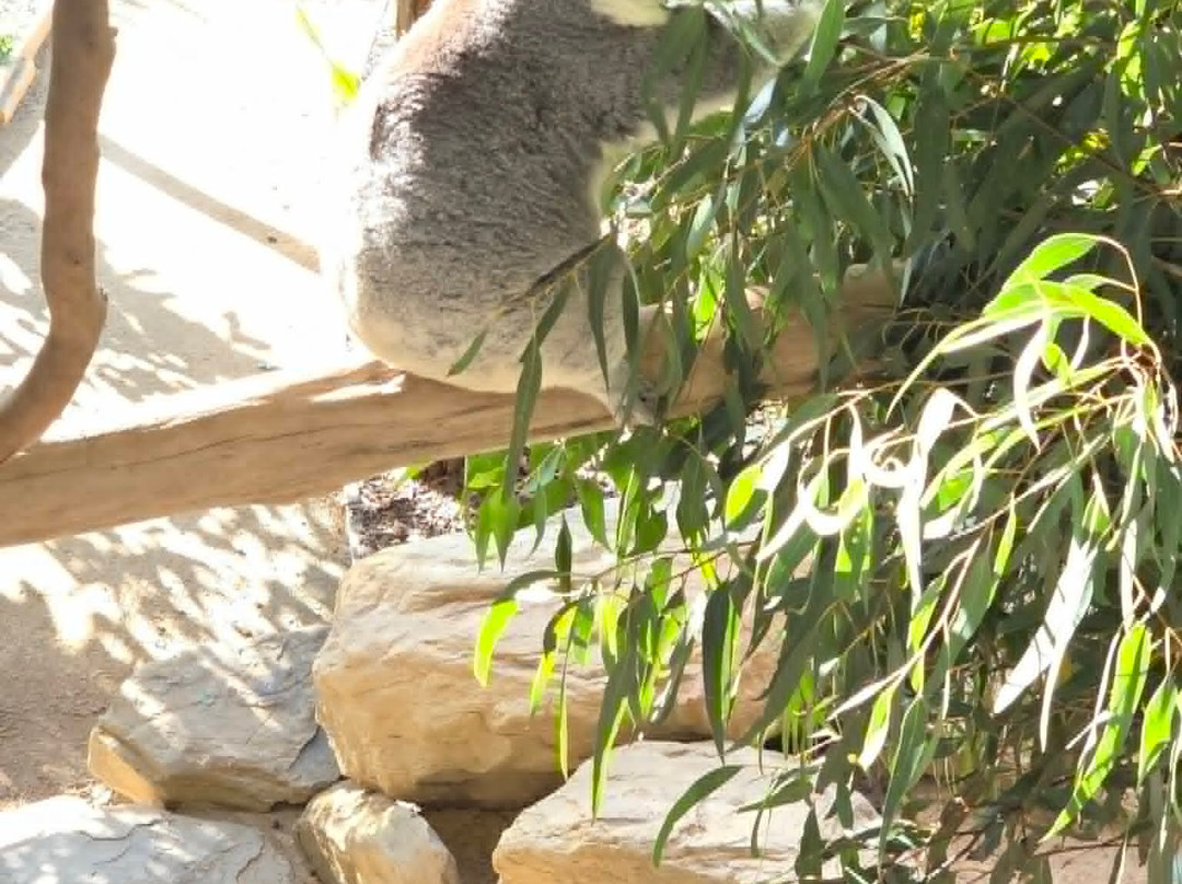 Sydney Zoo-布莱克敦必去景点