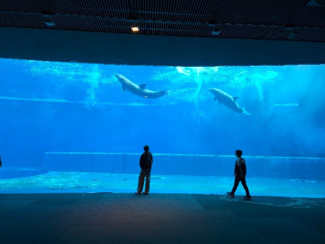 热那亚水族馆-热那亚必去景点