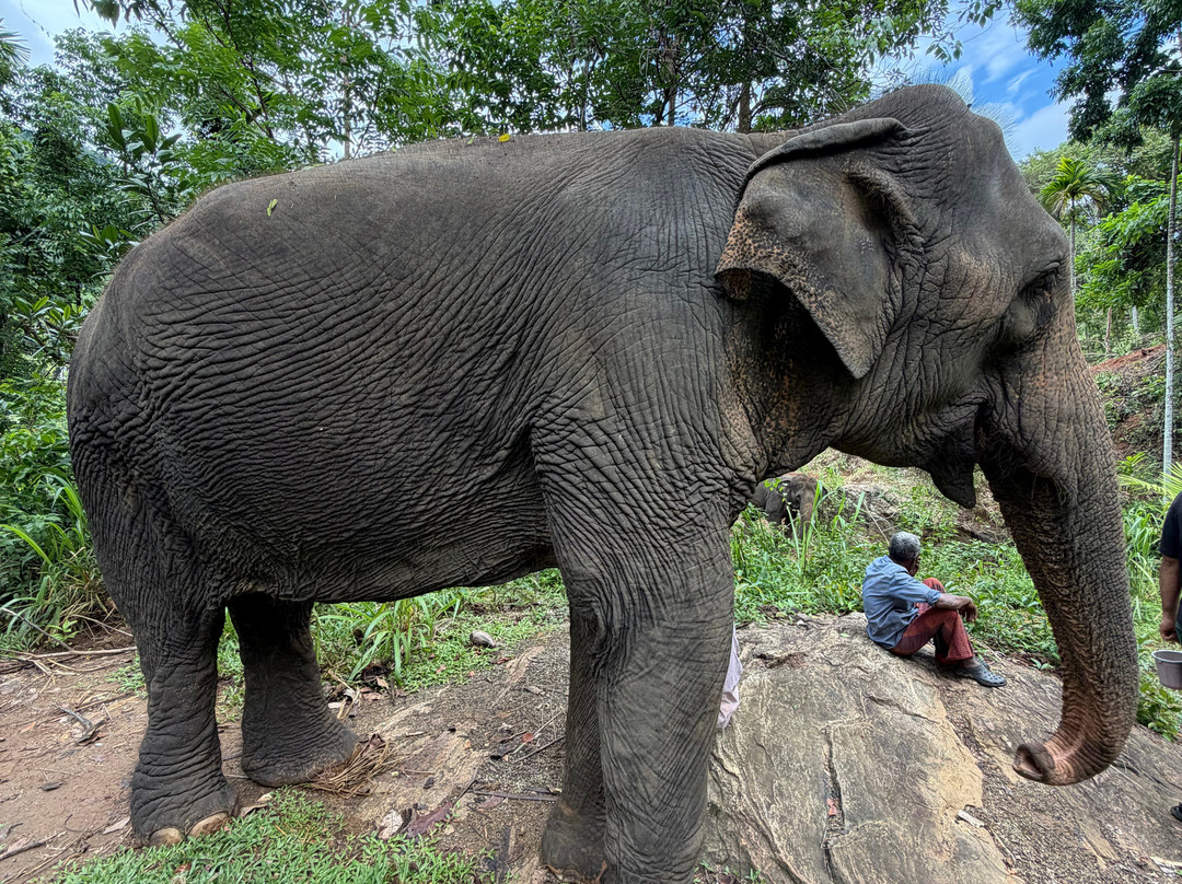 Elephant Freedom Project-凯格勒 必去景点