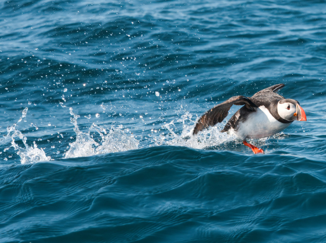 Puffin Safari-Bleik必去景点