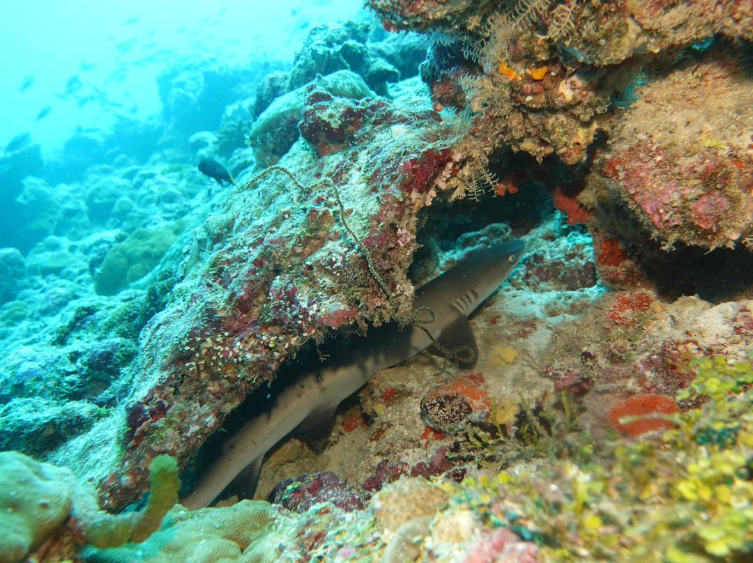 Filitheyo Dive Center-菲利兹优岛必去景点
