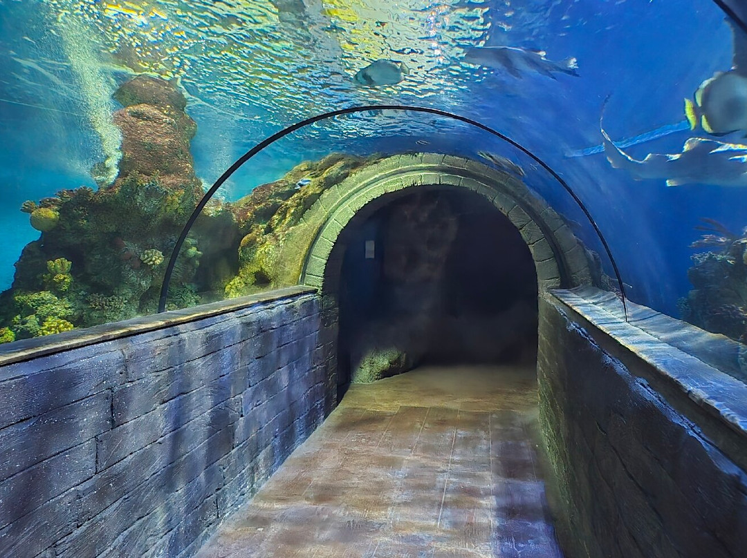 Malta National Aquarium-卡拉必去景点