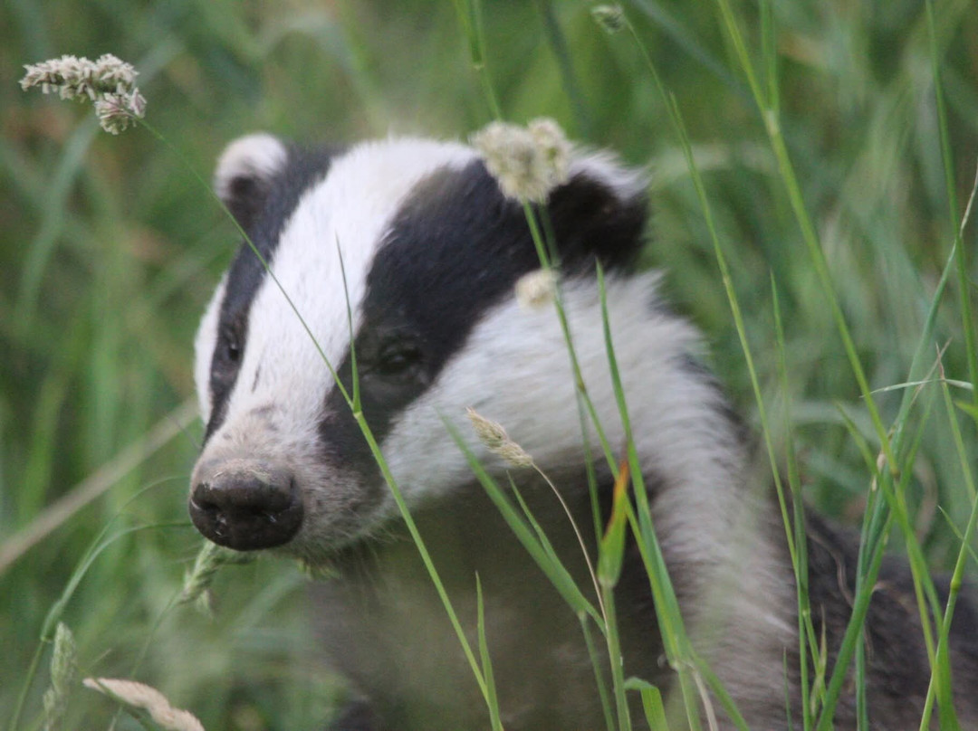 Badger Watch Dorset-Buckland Newton必去景点