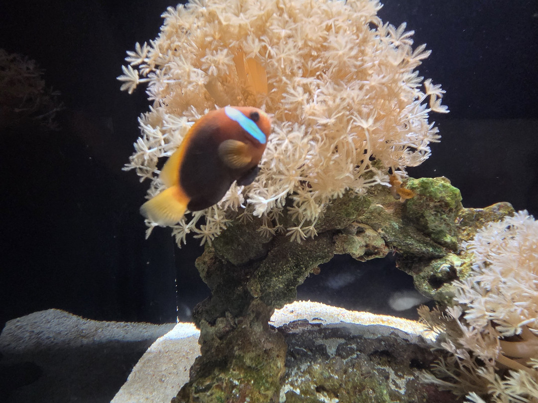 巴尔马水族馆-马洛卡帕尔马必去景点