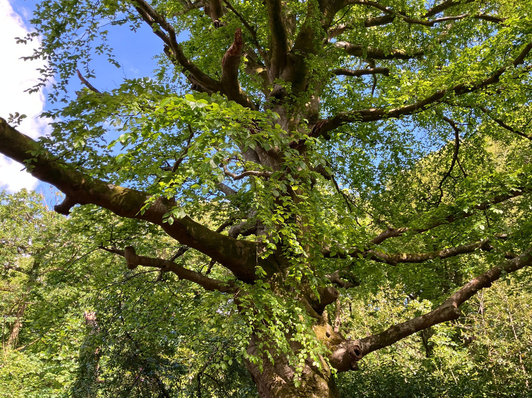 Tehidy Country Park-Camborne必去景点