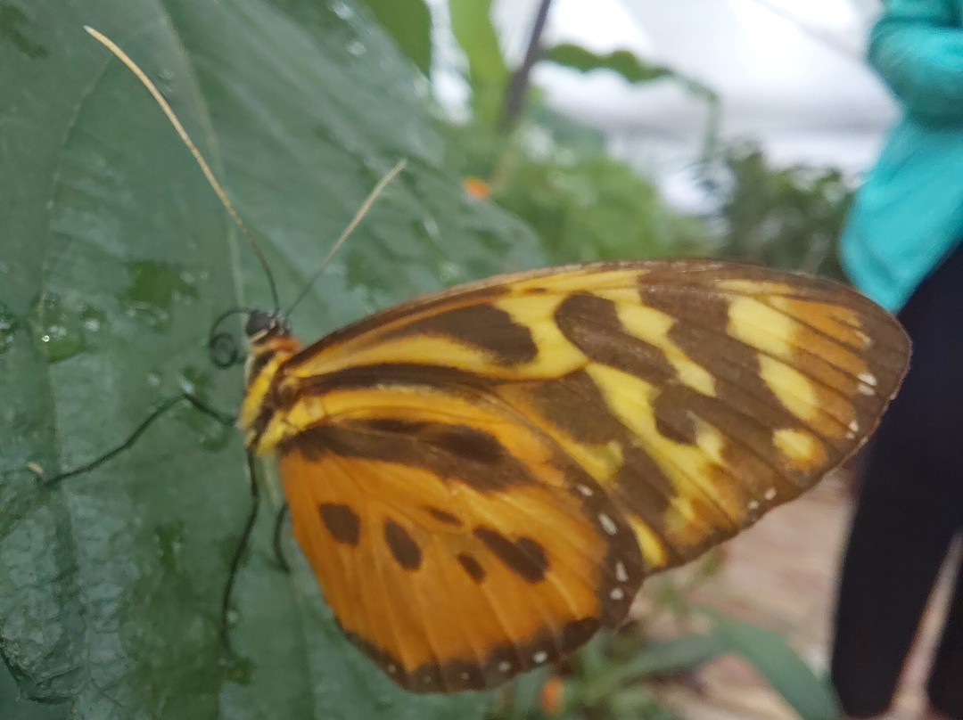 Butterfly World and Fountain World-Wootton必去景点
