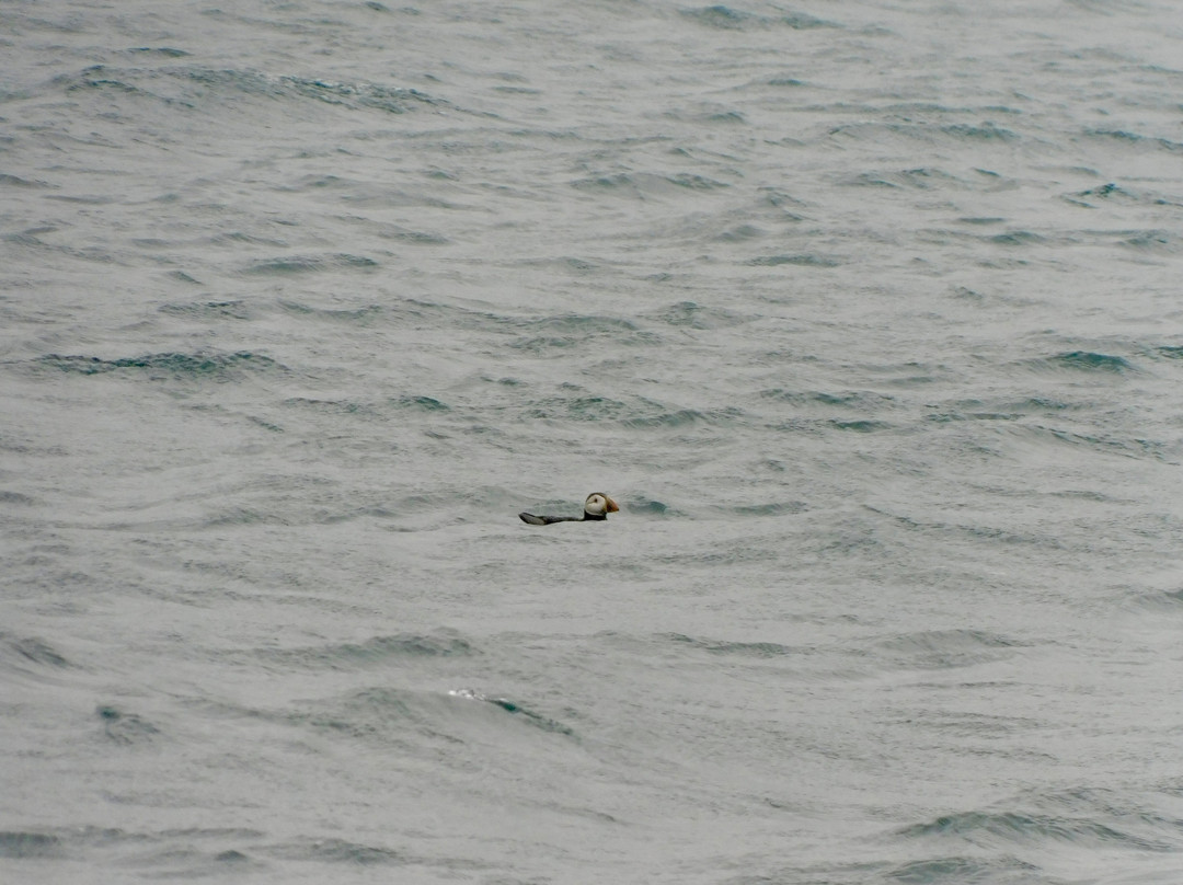 Sealife Adventures-Isle of Seil必去景点