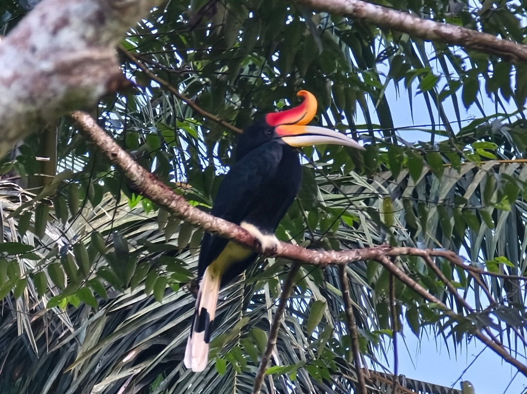 1StopBorneo Wildlife-斗湖必去景点