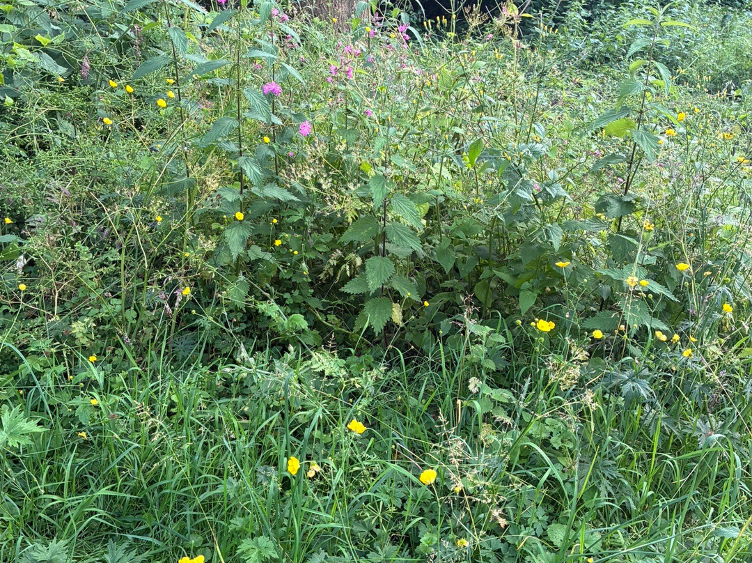 Park Oudorperhout Alkmaar-Alkmaar必去景点