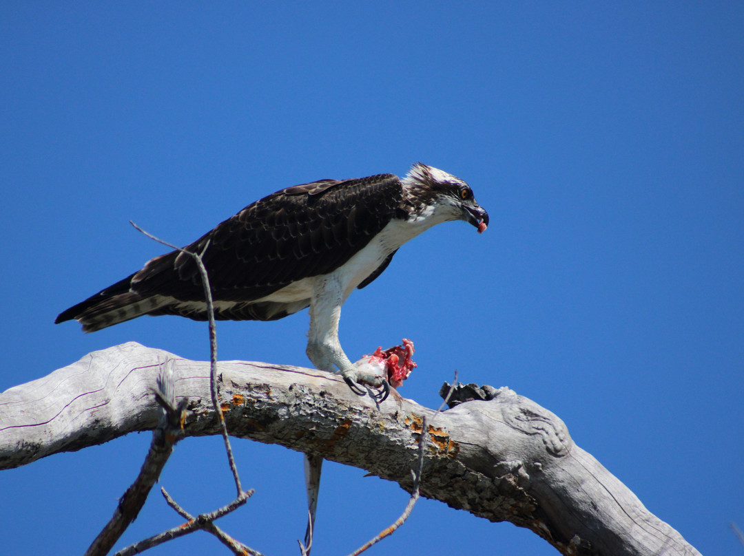 J.N. "Ding" Darling National Wildlife Refuge-萨尼贝尔岛必去景点